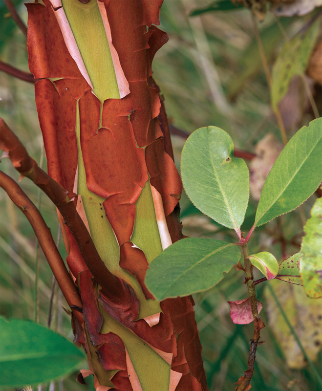 REAL GARDENS GROW natives design plant enjoy a healthy northwest garden - photo 2