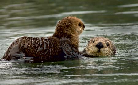 Mother and baby sea otter Introduction Californias rugged Big Sur coastline - photo 8