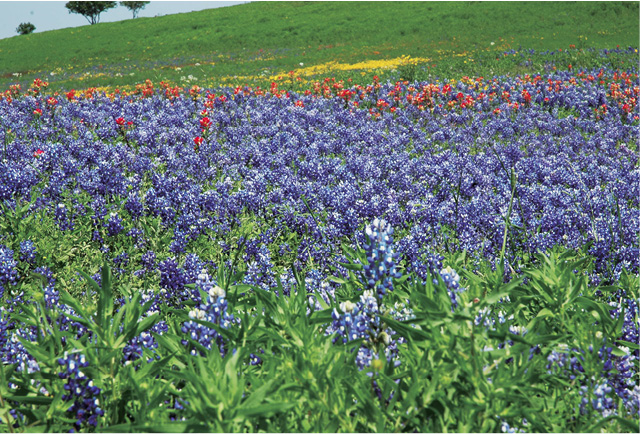 Acres of bluebonnets the state flower of Texas line the highways during - photo 6