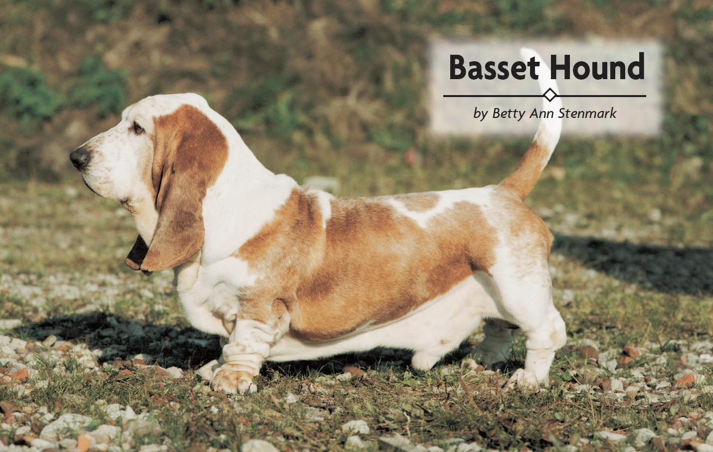 Basset Hound a Comprehensive Guide to Owning and Caring for Your Dog - image 2