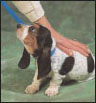 Basset Hound a Comprehensive Guide to Owning and Caring for Your Dog - image 8