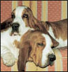 Basset Hound a Comprehensive Guide to Owning and Caring for Your Dog - image 10