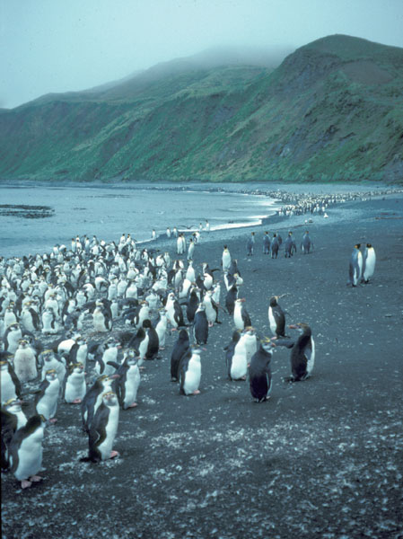 A History of Antarctica Stephen Martin ROSENBERG This edition published in - photo 1