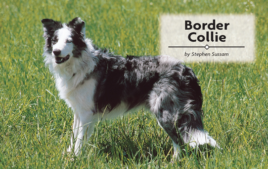 Border Collie - image 2