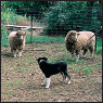 Border Collie - image 3