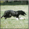 Border Collie - image 4