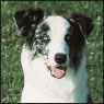 Border Collie - image 5