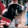 Border Collie - image 7