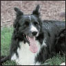 Border Collie - image 10