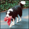 Border Collie - image 12