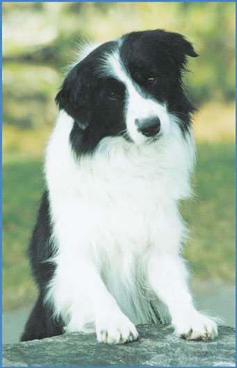 The Border Collie has been called the most intelligent dog in the world He can - photo 13