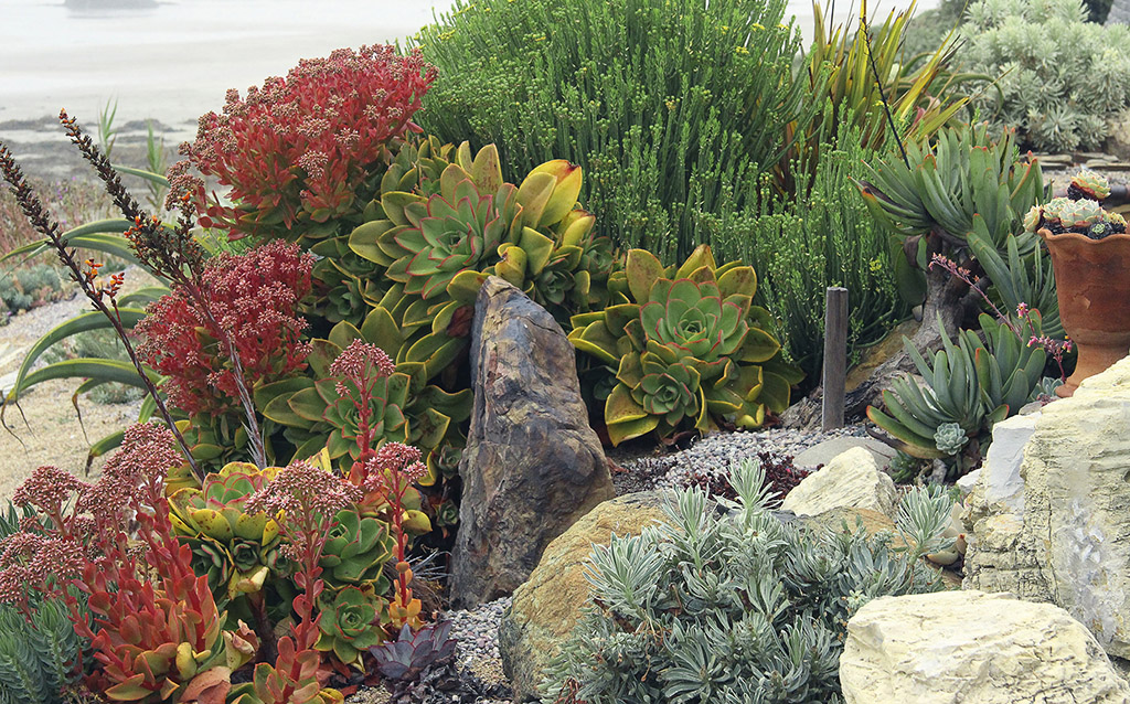 HOT COLOR DRY GARDEN Inspiring Designs and Vibrant Plants for the Waterwise - photo 2