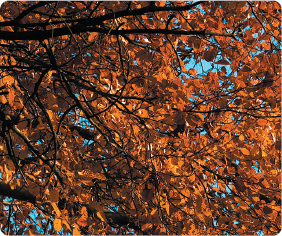 Whether planted or growing in the wild the Common Beech produces autumn - photo 2