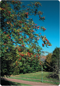 Known best for its colourful berries the Rowan is widely planted in urban - photo 3