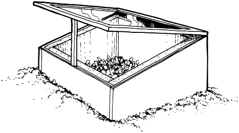 Cold frame Milk jug with bottom removed To protect tomatoes and other - photo 3