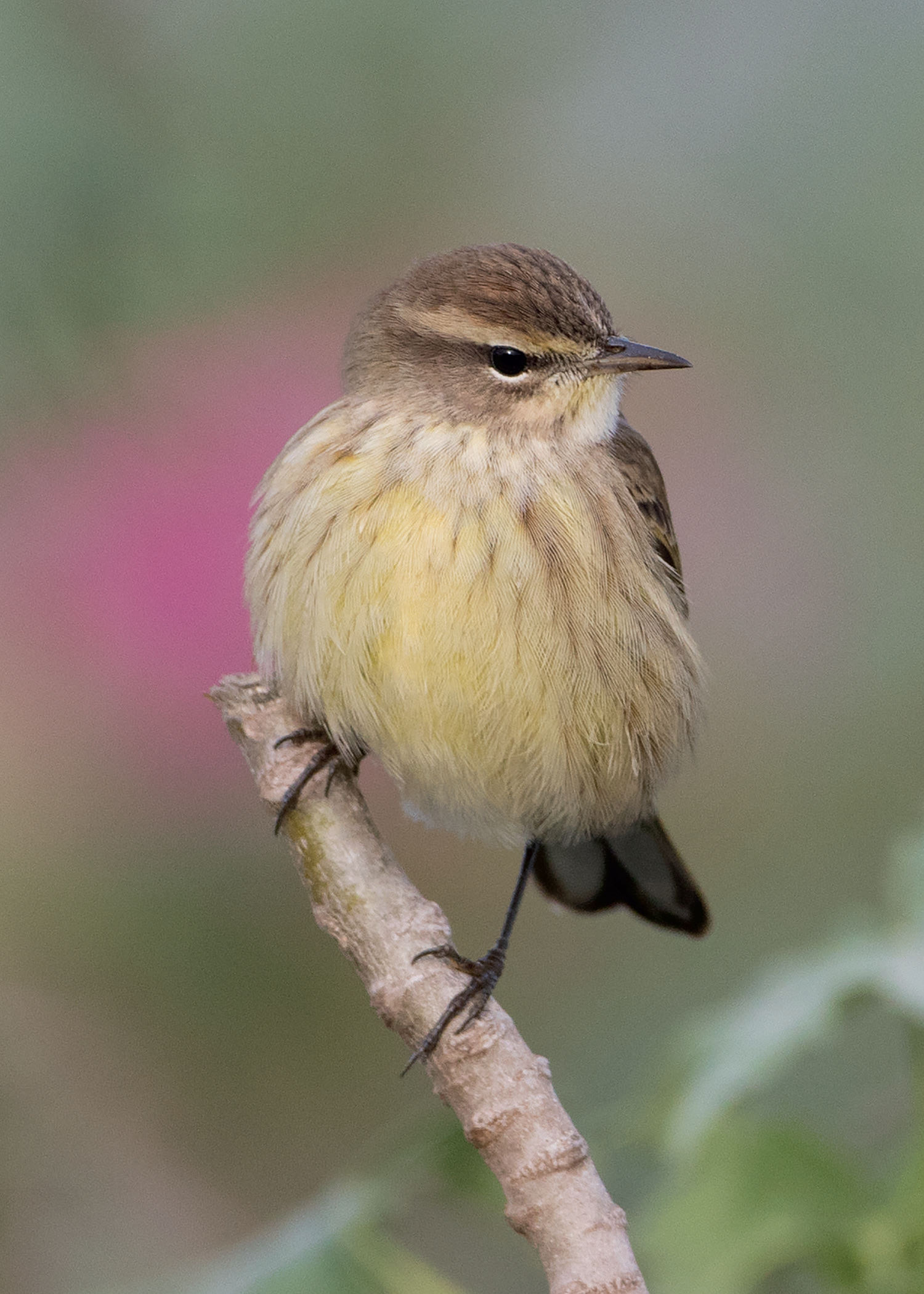 Palm Warbler Monterey County California 13 November 2016 Introduction - photo 3