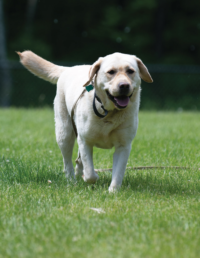 THE ART OF TRAINING YOUR DOG How to Gently Teach Good Behavior Using an - photo 2