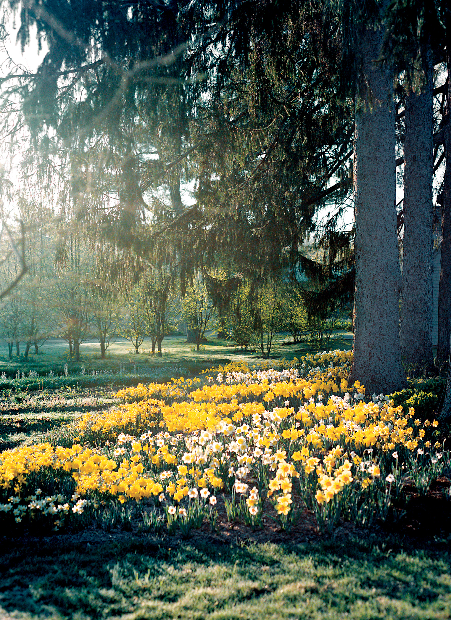 Naturalized daffodils at the farm are massed fairly close together in clusters - photo 3