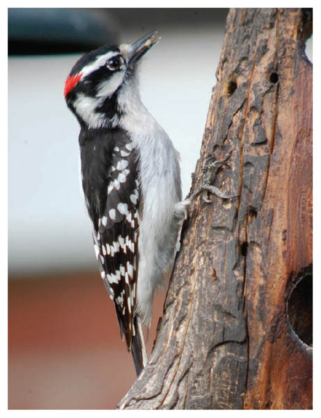 downy woodpecker There is never enough thanks to give to my non-birding - photo 2