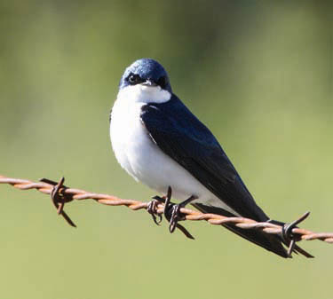 tree swallow northern goshawk So no place for behaviour Oh there - photo 5