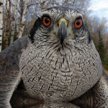 northern goshawk So no place for behaviour Oh there certainly is but let - photo 6