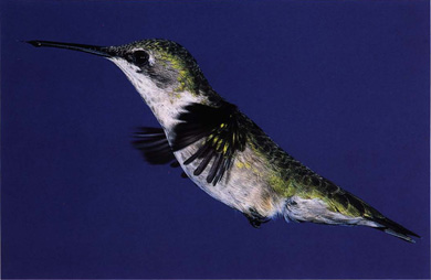 A female ruby-throated hummingbird hovering One of the best ways to attract - photo 4