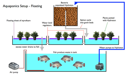 Aquaponics setup - Floating A barrel of Hydroton is used to brew the fish - photo 3