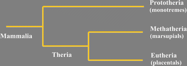 Fig 1 A simplified horizontal cladogram of the mammalian group After Szalay - photo 1