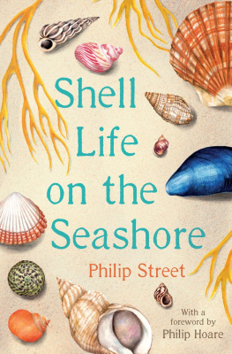 Street - Shell Life on the Seashore