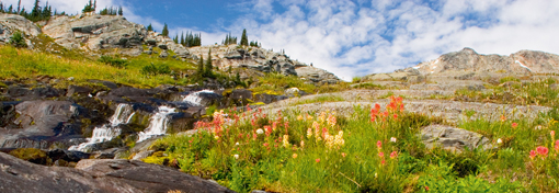 Flowers and small creeks in the high alpine by Silent Pass 2 McMurdo Cabin - photo 9