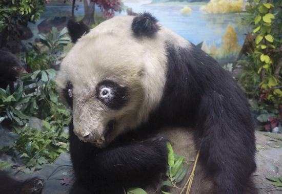 CRUSTY PANDA SPOTTED IN CHENGDU CHINA ALIEN-EYED SERVAL SPOTTED IN - photo 13