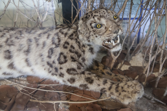 EARLESS SNOW LEOPARD SPOTTED IN POKHARA NEPAL HUNGRY HYPNOTIZED OCELOT - photo 16