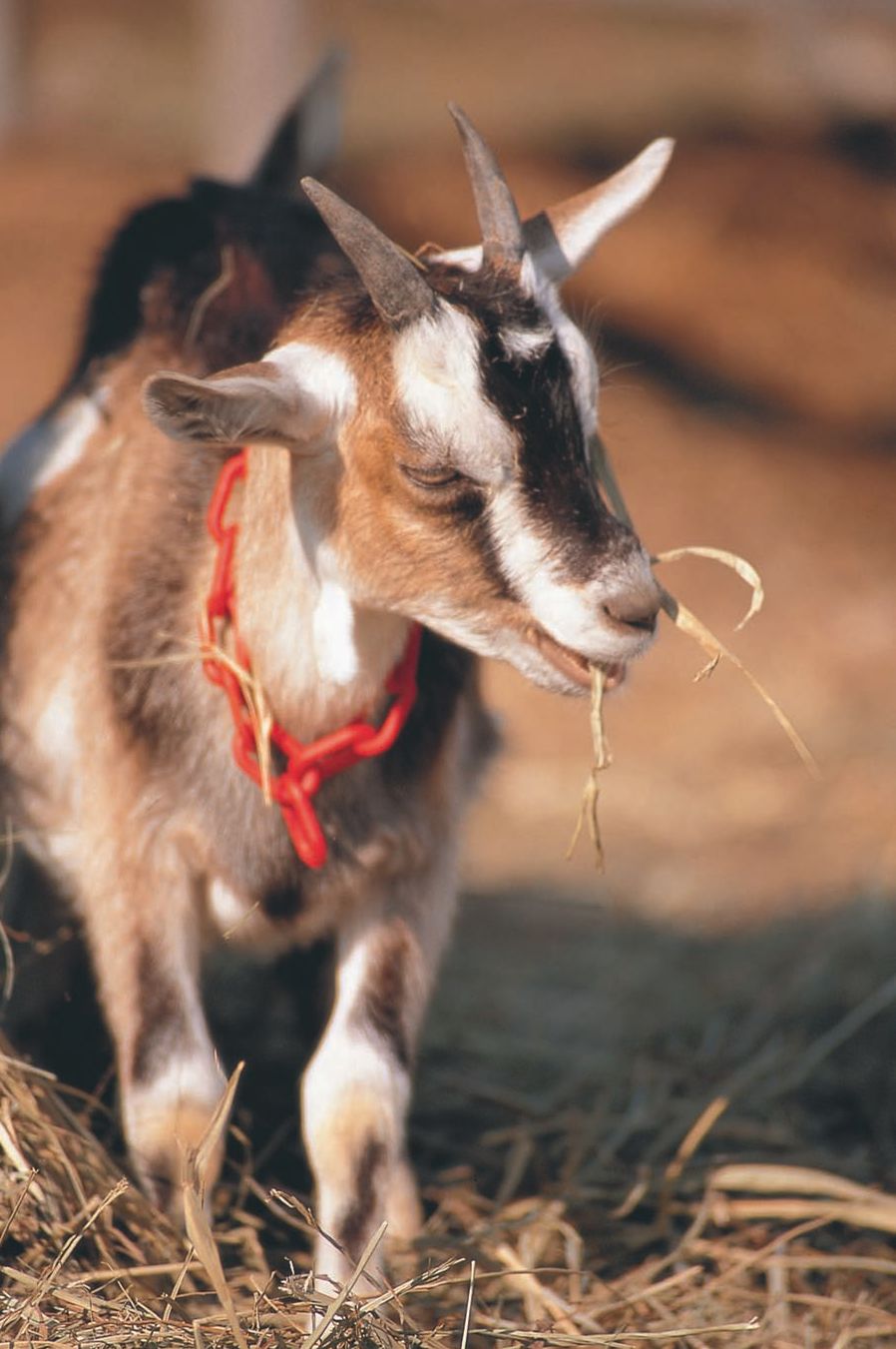 INTRODUCTION Why Goats Goats were humanitys first domesticated livestock - photo 3