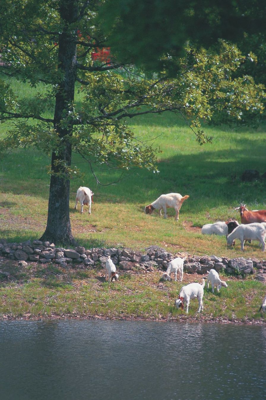 INTRODUCTION Why Goats Goats were humanitys first domesticated livestock - photo 4