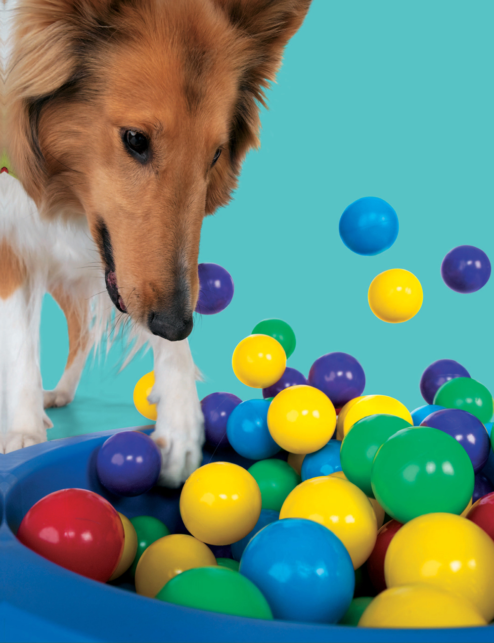 10-Minute Dog Training Games Quick and Creative Activities for the Busy Dog - photo 1