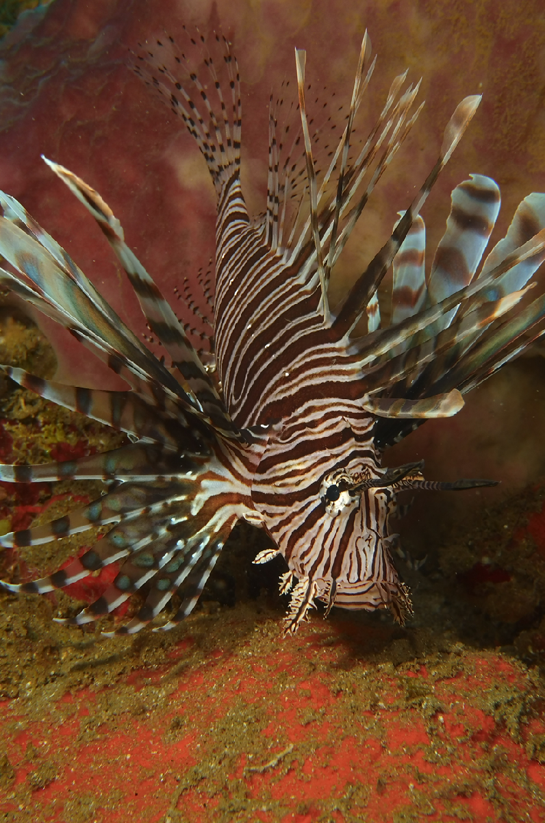 Green Fig and Lionfish Sustainable Caribbean Cooking By Allen Susser - photo 1