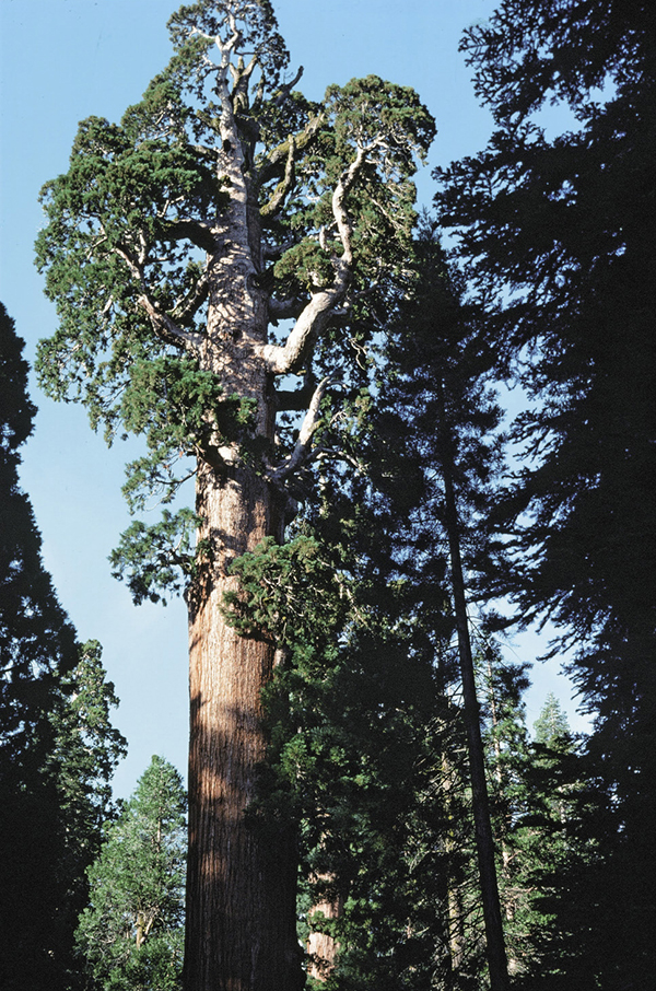 The Grizzly Giant is one of the largest trees in the Mariposa Grove - photo 5