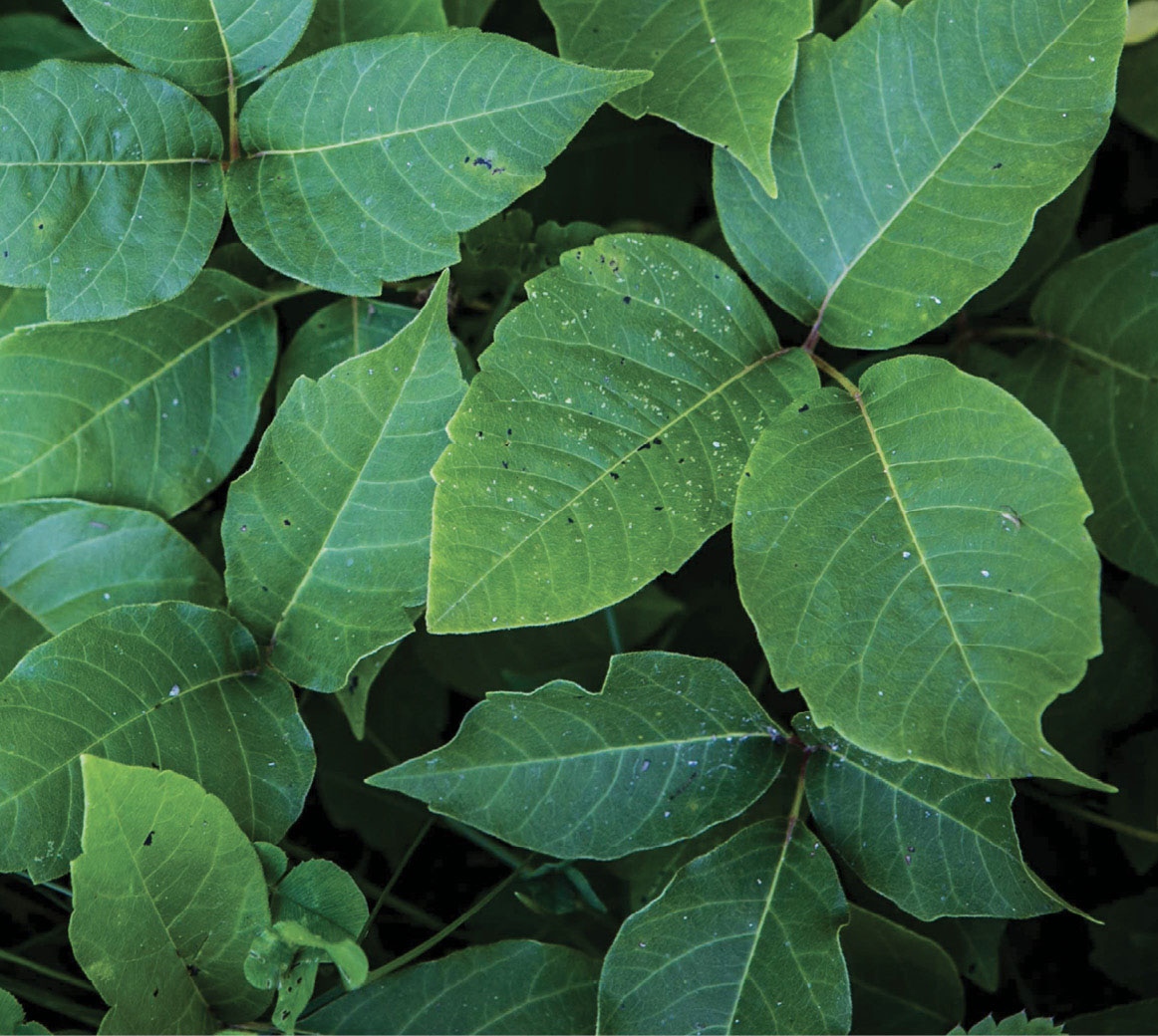 Soothe poison ivy rash Paste of baking soda and water for bug bites - photo 8