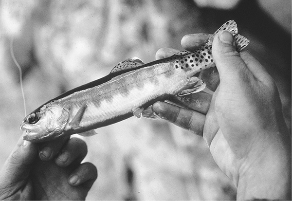 Golden trout Californias beautiful threatened state fish The most striking - photo 6