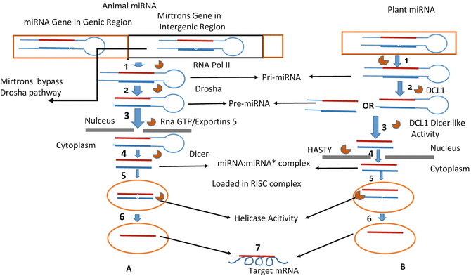 Fig 1 miRNA biogenesis in a animal and b plant 1 RNA pol II - photo 1