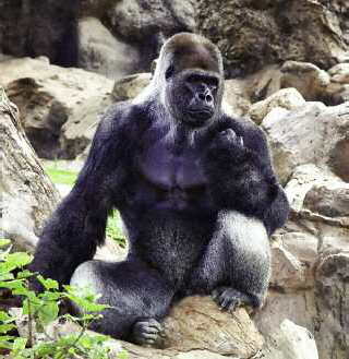 Large male silver-back gorilla sitting Western lowland gorilla - photo 5