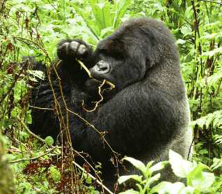 Mountain gorilla September 2011 Gorilla impersonator Ray Corrigan in - photo 8