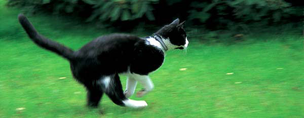 RELATED AREAS 2 Jumping Cats are renowned for their wonderful jumping - photo 6