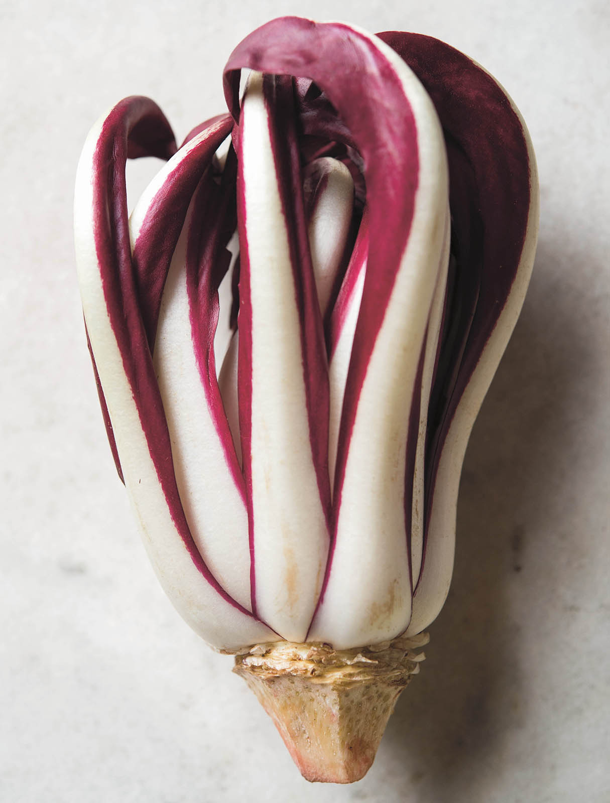 A head of radicchio Tardivo where Cooking Begins When I say market cooking Im - photo 5