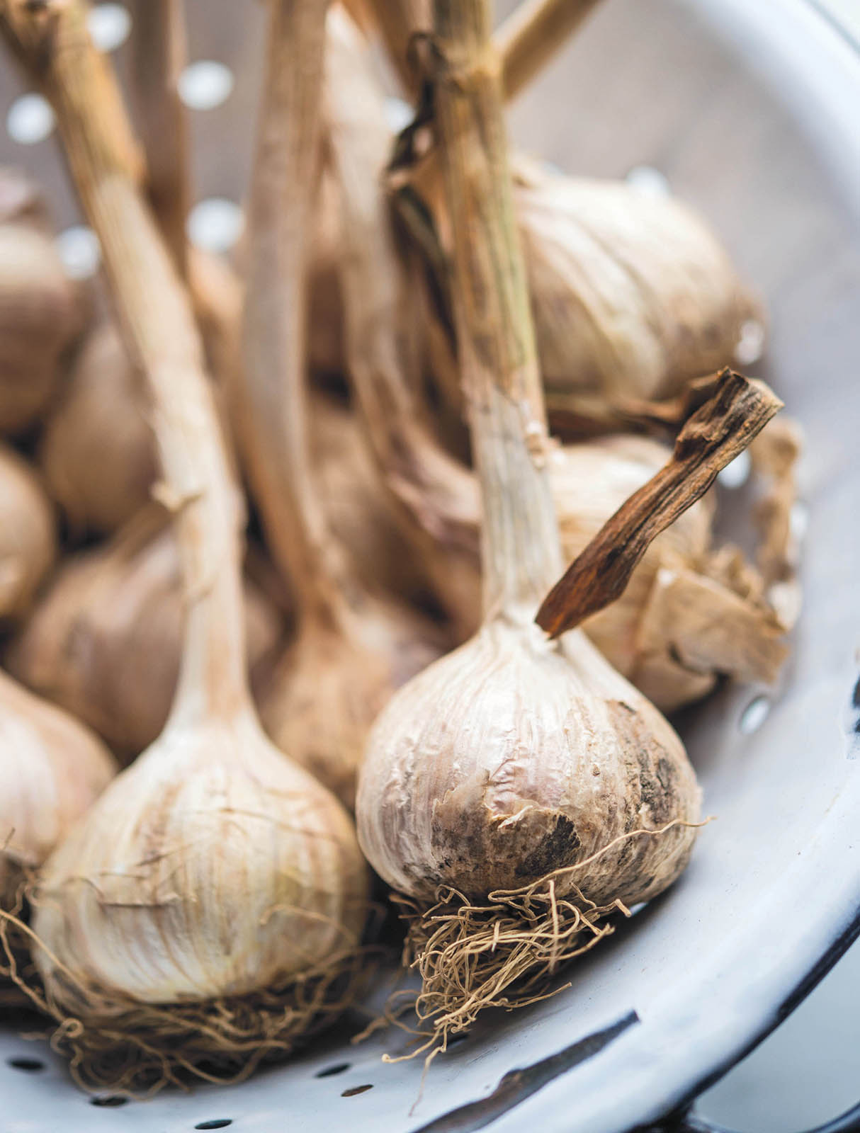 Garlic gloriously improves the flavor of nearly any dish Garlic Always Why - photo 8