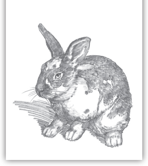 Pets Pencil is an ideal medium for any beginning artist This forgiving tool - photo 1