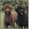 Portuguese Water Dog - image 2