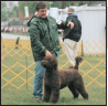 Portuguese Water Dog - image 10