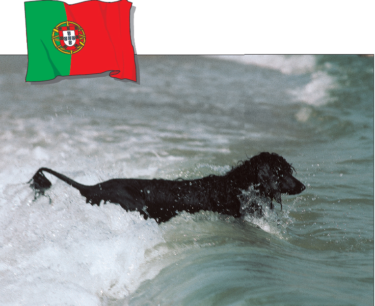 A Portuguese Water Dog enjoys a romp in the surf Whether working or playing - photo 12