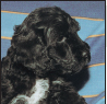 Portuguese Water Dog - image 5